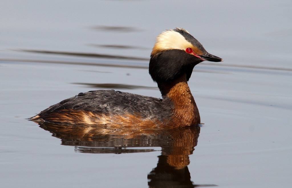 Horned Grebe by Shawn McCready is licensed under CC BY-ND 2.0.